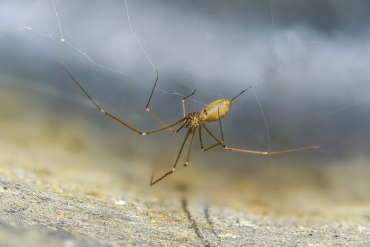 Arachnida, small trembling spider, pholcus opilionoides, small cellar spider, spider, spiders