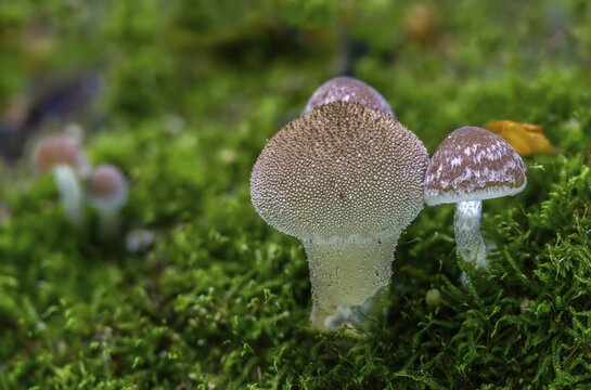 Cluster crumblecap, bottle dusting, lycoperdone perlatum, psathyrella hydrophila, psathyrella piluliformis, dust, white-stemmed stick sponge, watery fiberling, watery grumbling, watery mumbling, common puffball, devil's snuff box, fungi, fungus, gem-stun Dded puffball, mushrooms, warted puffball, wolf farts
