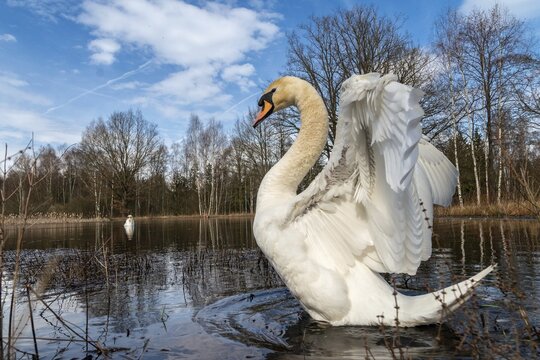 Cygnus olor, mute swan, anatidae, birds, duckbirds, spring, cusp swan, swans, jump, swans, birds, waterbirds, waterbirds