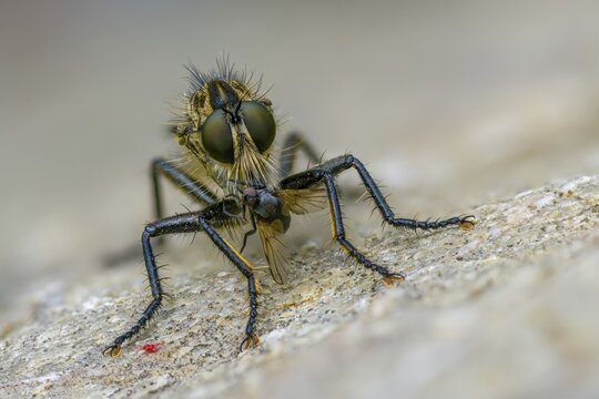 Mountain predator, Didysmachus picipes, predatory fly, slender bristle predatory fly, Slender black-footed robber fly, diptera, insects, males, two-winged birds