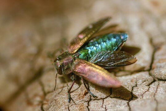 Chrysobothris affinis, gold pit oak splendour beetle, goldmine oak beetle, golddot hardwood beetle, beetle, coleoptera, insects, beetles