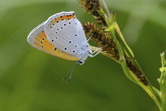 Large fire butterfly, large copper, lycaena dispar, butterfly, insects, butterflies, butterflies