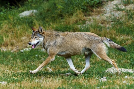 Timberwolf, wolf, American wolf (Canis lupus lycaon), Germany, a wolf trots energetically across a grassy area in a natural setting