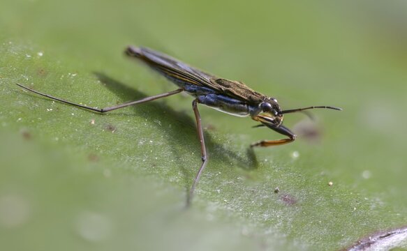Common Pond Skater, Common Water Strider, Gerris Lacustris, Heteroptera, Water Strider, Water Cutter, Insects, Bugs