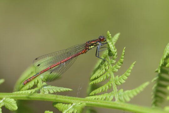 Early Adonis dragonfly, large red damselfly, Pyrrhosoma nymphula, damselflies, dragonflies, insects, dragonflies, odonata, zygoptera