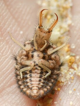 Ant maids, ant lion, Euroleon nostras, spotted winged ant maid, myrmeleontidae, neuroptera, Suffolk antlion, high size, portrait format, insects, larva, larva, reticulated, underside