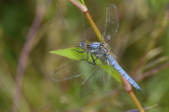 Orthetrum Brunneum, southern skimmer, southern blue arrow, flew off, anisoptera, blue arrow, damselflies, dragonflies, insects, dragonflies, odonata, sailing barks