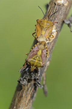 Black-shouldered shieldbug, carpocoris purple ipennis, heteroptera, purple tree bug, purple fruit bug, high size, portrait format, insects, copula, mating, bugs