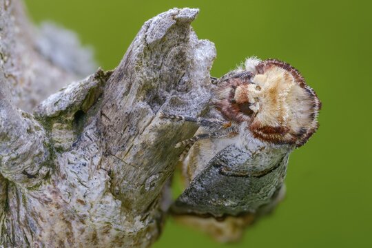 Buff tip, moonspot, moonbird, phalera bucephala, insects, moths, moths, butterflies