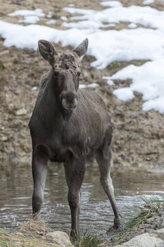 Alces alces, artiodactyla, elk, even-toed ungulate, mosses, cloven-hoofed, high size, portrait, young animal, juvenile, mammals, mammals