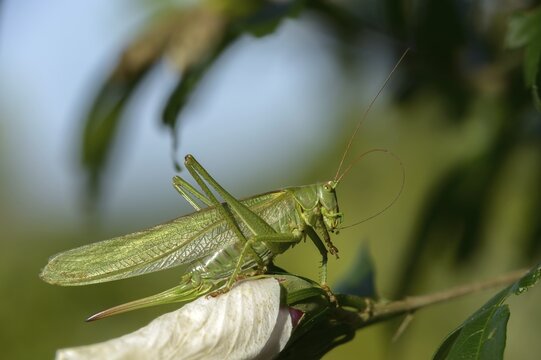 Grasshoppers, Great Green Bush cricket, big hayhorse, green hayhorse, deciduous locusts, songscares, Tettigonia viridissima, tettigonioidea, ensifera, grasshoppers, insects, insects, long-feeler scare