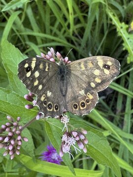Woodland Brown (Pararge aegeria), butterfly resting on hemp agrimony (Eupatorium cannabinum), Upper Bavaria, Bavaria, Germany