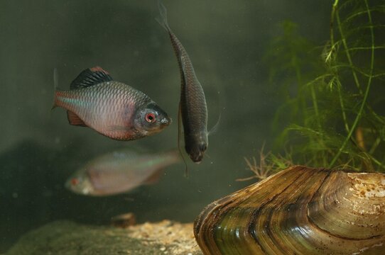 Anodonta cygnea, bitterling, duck mussel, common pond mussel, Rhodeus amarus, Rhodeus sericeus amarus, swan mussel, pond mussel, fish, fishes, river mussel, mussels, pisces, pond mussels