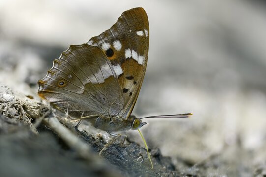 Apatura ilia, small Schiller butterfly, Lesser purple emperor, butterfly, insects, butterflies, butterflies, butterflies