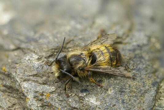 Apidae, bees, horned mason bee, hymenoptera, mason bee, osmia cornuta, insects, male, male