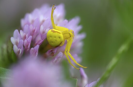 Arachnida, flower crab spider, misumena vatia, arachnids, variable crab spider, flower spider, goldenrod crab spider, spider, spiders