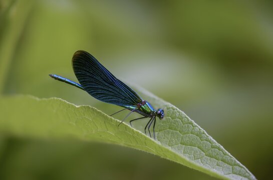Beautiful demoiselle, blue-winged dragonfly, Calopteryx virgo, dragonfly, damselflies, dragonflies, insects, dragonflies, male, zygoptera