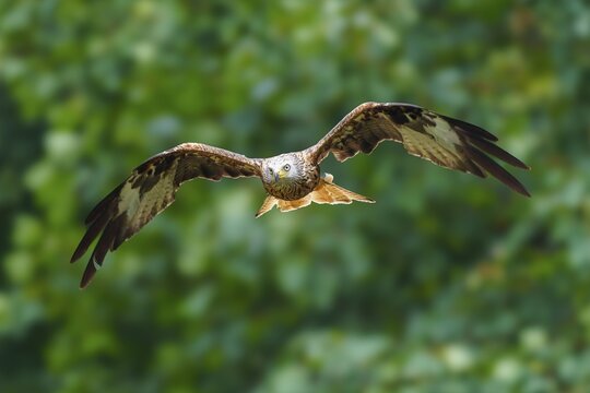 Red Kite (Milvus milvus), wildlife, Germany. A bird of prey soars through the air against a natural backdrop