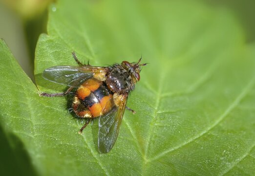 Hedgehog fly, hedgehog fly, caterpillar fly, tachina fera, diptera, insects, two-winged birds