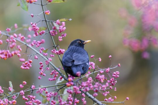 A common blackbird (Turdus merula) sits in a European spindle tree (Euonymus europaeus), and eats the fruit