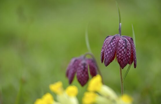 Fritillaria meleagris, lapwing egg, liliaceae, lily family, chess flower, checkerboard flower, snake's head, snake's head fritillary, flora, plants