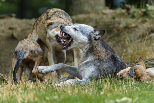 Timberwolf, wolf, American wolf (Canis lupus lycaon), Germany, A wolf bares its teeth whilst interacting with members of its pack