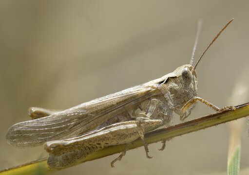 Acrididae, brown grasshopper, caelifera, chorthippus brunneus, field locusts, gomphocerinae, short-feeler, common field grasshopper, grasshopper, grasshoppers, insects