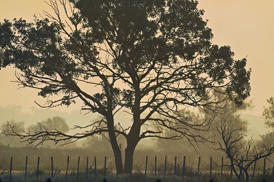 Tree in the light of dawn, Camargue, southern France, France