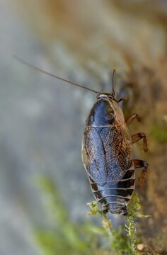Dark woodcockroach, real woodcockroach, ectobius sylvestris, common woodcockroach, female, forest cockroach, high size, portrait format, insects, lesser cockroach, cockroach, female