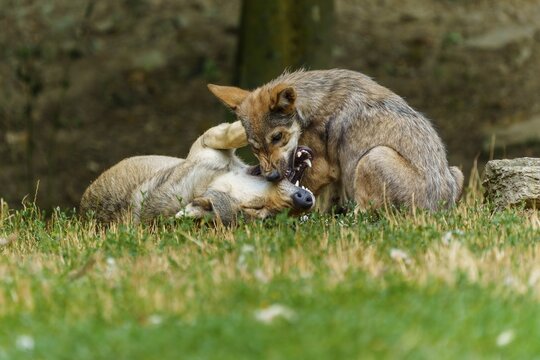 Timberwolf, wolf, American wolf (Canis lupus lycaon), Germany, two wolves playfully wrestling on the grass in a natural setting