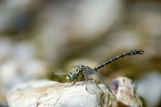 Rivermaids, gomphidae, green-eyed hooktail, small pincer dragonfly, onychogomphus forcipatus, small pincertail, pincer dragonfly, anisoptera, dragonflies, insects, dragonflies, odonata