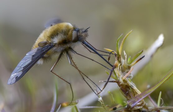 Bombyliidae, Bombylius major, brachycera, flies, large woolswear, woolswear, arge bee-fly, diptera, insects, males, males, the dark-edged bee-fly, the greater bee fly, y12, two-winged