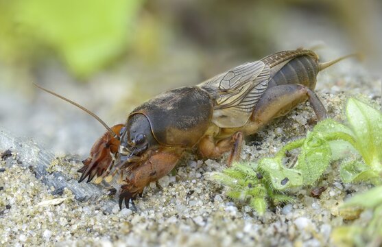 European mole crickets, grasshoppers, gryllotalpa gryllotalpa, half-devils, mole crickets, werre, dwarf, ensifera, grasshoppers, insects, insects, long-feeler scare
