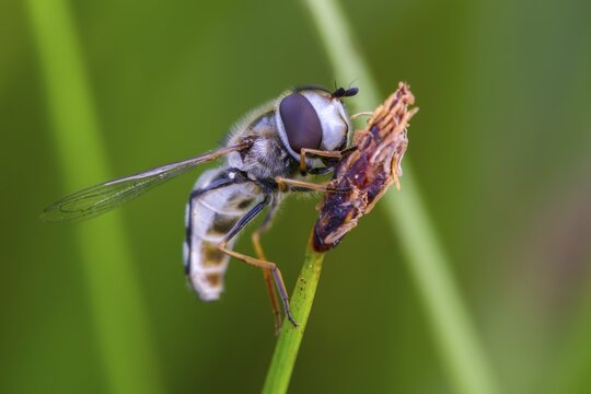 Bubble-headed hoverfly, large-fronted hoverfly, crescent flyfly, pied hoverfly, scaeva pyrastri, late large-fronted hoverfly, white thick-headed hoverfly, diptera, insects, hoverfly, two-winged