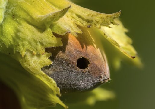 Betulaceae, birch family, corylus avellana, common hazel, hazel borer, hazel, hazel, common hazel, flora, fruit, nut, plants, plants