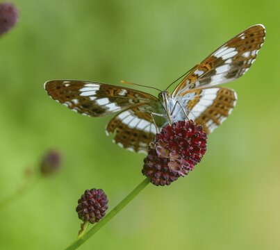Small kingfisher, Ladoga camilla, limenitis camilla, white admiral, butterfly, insects, butterfly, butterflies
