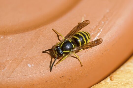 German wasp, real wasp, German wasp, hymenoptera, short-headed wasps, vespula germanica, worker, wrinkled wasps, insects, wasp, wasp