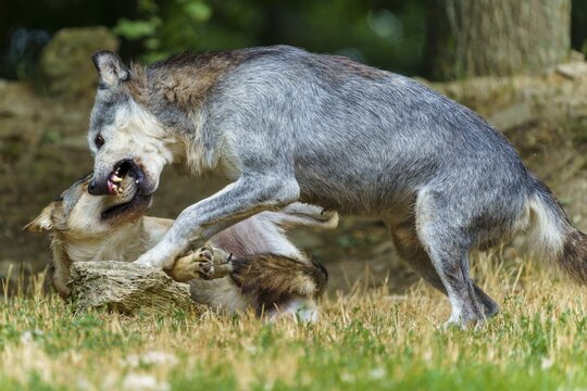 Timberwolf, wolf, American wolf (Canis lupus lycaon), Germany, two wolves engaged in a fierce fight in a natural woodland setting