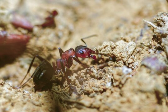 Ants, ant, blood-red ant, blood-red predatory ant, Formica sanguinea, formicidae, hymenoptera, predatory ant, insects, insects
