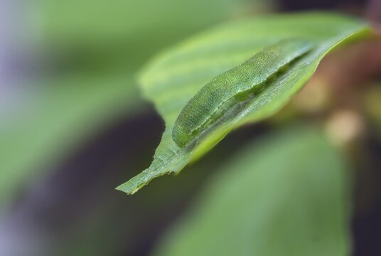 Brimestone, gonepteryx rhamni, butterfly, camouflage, inchworm, insects, caterpillar, butterfly, butterflies, camouflage