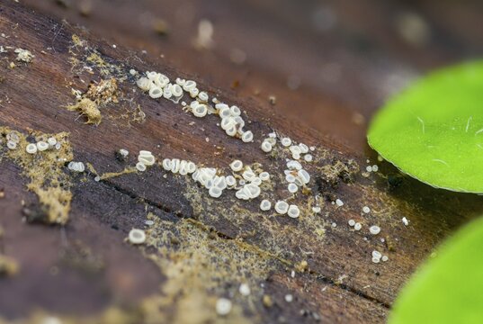 Translucent white hair cup, hyaloscypha hyalina, white hair cup, fungi, fungi, mushrooms
