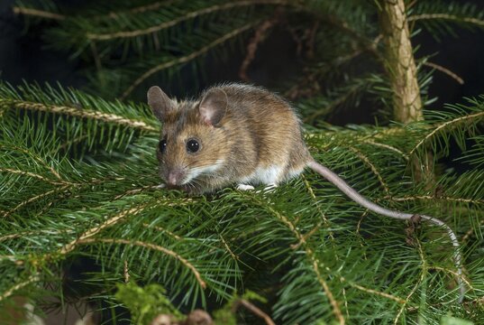 Apodemus flavicollis, yellow-necked mouse, rodents, rodentia, yellow-necked mouse, mammals, mouse, muroids, mice, rodents, mammals