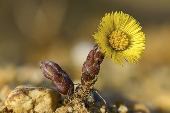 Asteraceae, brandy lettuce, coltsfoot, daisy, marchflower, horsefoot, tussilago farfara, coltsfoot, flora, plants