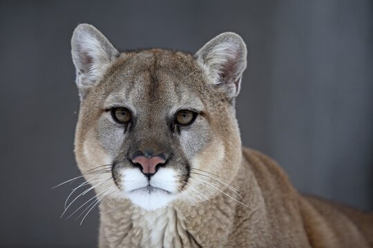 Cougar (Felis concolor), Minnesota, USA, close-up of a Cougar's face with a calm, serious expression