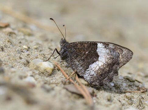 Brandenburg, Germany, Hipparchia Alcyone, Hipparchia Hermione, small forest porter, Nabu, Nabu project, national natural heritage, green house natural paradise, rock grayling, post-mining landscape, butterfly, green house, insects, butterflies, butterflies, butterflies