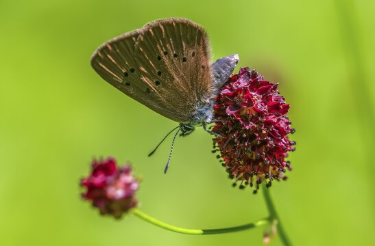 Ant blue, dark meadowbutton ant blue, dusky large blue, glaucopsyche nausithous, large meadow button, maculinea nausithous, phengaris nausithous, rosaceae, rose family, sanguisorba officinalis, meadow button ant blue, butterfly, flora, insects, plants, plants, butterflies, butterflies