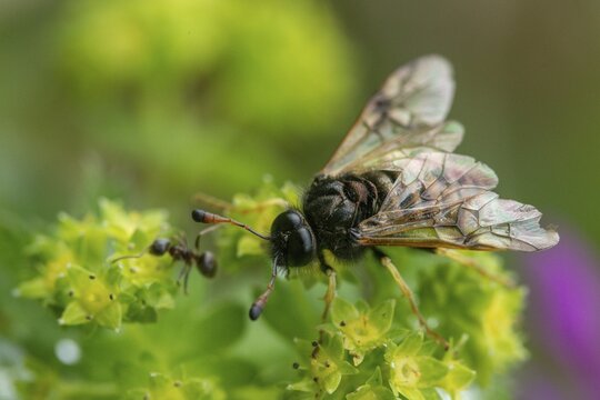 Abia candens, field widow flowers clubhorn leaf wasp, cimbicidae, hymenoptera, clubhorn leaf wasp, clubhorn leaf wasps, small field widow flowers clubhorn leaf wasp, plant wasps, symphyta, insects, insects