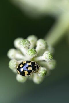 14-point ladybug, fourteen-spotted ladybeetle, propylea 14-punctata, propylea quatuordecimpunctata, checkerboard ladybug, black-spotted ladybug, fourteen-spotted ladybug, beetle, coleoptera, high size, portrait format, insects, beetles