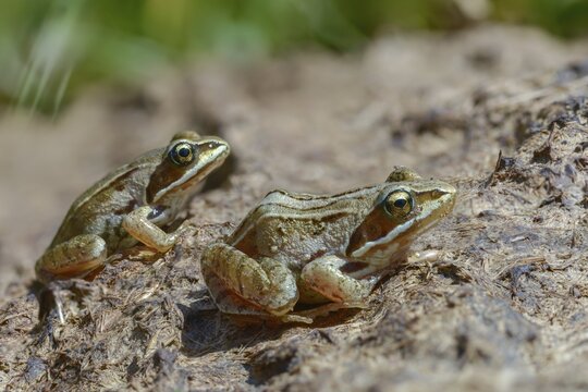 Manure heap, poop, cow dung, cow patties, moor frog, moor frog, rana arvalis, amphibians, amphibians, dung, frog, frog, frogs, young animal, juvenile, droppings, amphibians, dung, dung heap