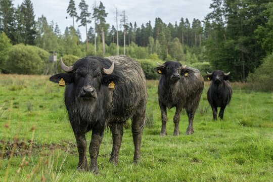 Bavaria, Bubalus Arnee, Even-t&ouml;d Ungulate, Upper Palatinate, Paarhufer, Tirschenreuth, Waldnaab, Waldnaabaue, water buffalo, wild willows Waldnaabaue, extensive grazing, mammals, mammals